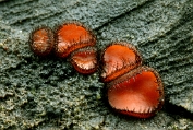wimperzwam, Gewone 08 Ape 689040 [ Scutellinia scutellata ] op Eik kopie wimperzwam, Gewone 08 Ape 689040 [ Scutellinia scutellata ] op Eik kopie