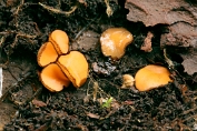 wimperzwam, Stekelsporige 04 Ape 0689010 [ Scutellinia trechispora ] wimperzwam, Stekelsporige 04 Ape 0689010 [ Scutellinia trechispora ]