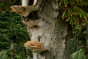 Zadelzwam 04 Bpo 0382080 [ Polyporus squamosus ] Zadelzwam 04 Bpo 0382080 [ Polyporus squamosus ].