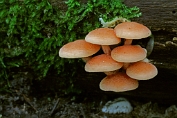 Zalmzwam 06 Bag 0123010 [ Rhodotus palmatus ] Zalmzwam 06 Bag 0123010 [ Rhodotus palmatus ]