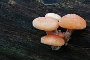 Zalmzwam 07 Bag 0123010 [ Rhodotus palmatus ] Zalmzwam 07 Bag 0123010 [ Rhodotus palmatus ]