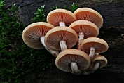 Zalmzwam 08 Bag 0123010 [ Rhodotus palmatus ] Zalmzwam 08 Bag 0123010 [ Rhodotus palmatus ]
