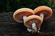Zalmzwam 09 Bag 0123010 [ Rhodotus palmatus ] Zalmzwam 09 Bag 0123010 [ Rhodotus palmatus ]