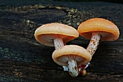 Zalmzwam 10 Bag 0123010 [ Rhodotus palmatus ] Zalmzwam 10 Bag 0123010 [ Rhodotus palmatus ]
