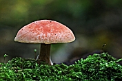 Zalmzwam 51 Bag 0123010 [ Rhodotus palmatus ]. gruttatie Zalmzwam 51 Bag 0123010 [ Rhodotus palmatus ]. gruttatie