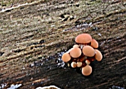 Zalmzwam 55 Bag 0123010 [ Rhodotus palmatus ] .gruttatie Zalmzwam 55 Bag 0123010 [ Rhodotus palmatus ] .gruttatie