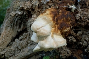 Zwavelzwam 03 Bag 0348010 [ Laetiporus sulphureus ] Zwavelzwam 03 Bag 0348010 [ Laetiporus sulphureus ]