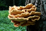 Zwavelzwam 05 Bag 0348010 [ Laetiporus sulphureus ] Zwavelzwam 05 Bag 0348010 [ Laetiporus sulphureus ]