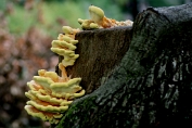 Zwavelzwam 15 Bag 0348010 [ Laetiporus sulphureus ] Zwavelzwam 15 Bag 0348010 [ Laetiporus sulphureus ]