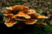 Zwavelzwam 26 Bag 0348010 [ Laetiporus sulphureus ] Zwavelzwam 26 Bag 0348010 [ Laetiporus sulphureus ].