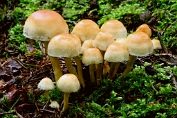 zwavelkop, Dennen- 01 Bag 0063010 [ Hypholoma capnoides ] zwavelkop, Dennen- 01 Bag 0063010 [ Hypholoma capnoides ]