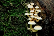 zwavelkop, Dwerg- 01 Bag 0063062 [ Hypholoma fasciculare var. pusillum ] zwavelkop, Dwerg- 01 Bag 0063062 [ Hypholoma fasciculare var. pusillum ]