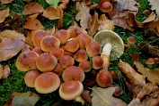 zwavelkop, Rode 14 Bag 0063120 [ Hypholoma laeticolor ] Dia zwavelkop, Rode 14 Bag 0063120 [ Hypholoma laeticolor ] Dia