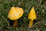 11 wasplaat, Puntmuts- Bag 0059010 [ Hygrocybe acutoconica ] wasplaat, Puntmuts- Bag 0059010 [ Hygrocybe acutoconica ]