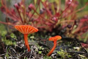 12 vuurzwammetje, Gewoon Bag 0059200 [ Hygrocybe miniata ] vuurzwammetje, Gewoon Bag 0059200 [ Hygrocybe miniata ]