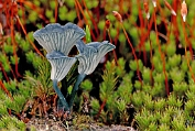 16 trechtertje, Blauwgroen Bag 0097010 [ Omphalina chorocyanea ] trechtertje, Blauwgroen Bag 0097010 [ Omphalina chorocyanea ]