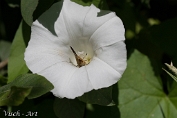 MVN20200626-080846 Haagwinde (Calystegia sepium) (c)Visch - Art Fotografie 2020