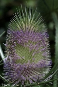 MVN20200712-081148 Grote Kaardebol of Wilde Kaardebol (Dipsacus fullonum, synoniem: Dipsacus sylvestris) ook wel Weeverskaarde genoemd (c)Visch - Art Fotografie 2020