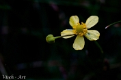 NMV20190617-108668 Egelboterbloem (Raunculus flammula); Visch - Art Fotografie 2019