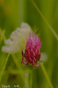 NMV20190708-108685 Rode klaver (Trifolium pratense); Visch - Art Fotografie 2019