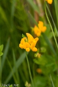 NMV20190708-108689 Gewone rolklaver - (Lotus corniculatus var. corniculatus); Visch - Art Fotografie 2019