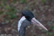NMV20141112-71122 Kraanvogel (c)Visch - Art Fotografie