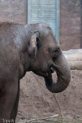 NMV20141112-71220 Indische Olifant (c)Visch - Art Fotografie