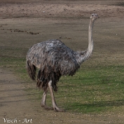 NMV20141112-71231 Stuisvogel (c)Visch - Art Fotografie