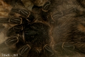 NMV20141112-71238 Tarantula (c)Visch - Art Fotografie