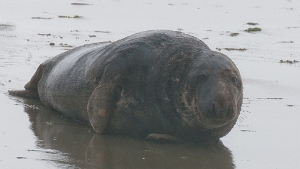 2014 Zeehonden Zeeland