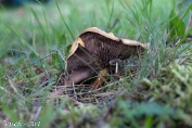 NMV20141018-70426