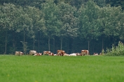 NMV_4229 (c)Visch - Art Fotografie