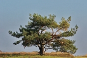 NMV_4379
