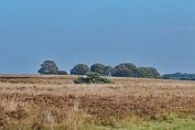 NMV_4384