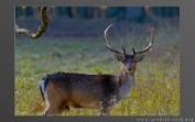 Damherten-17 (c)Visch - Art Fotografie