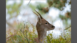 Amsterdamse Waterleiding Duinen