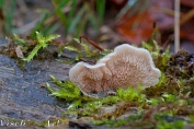 NMV20131102_50288 Spekzwoerdzwam (Merulius tremellosus) (c)Visch - Art Fotografie 2013