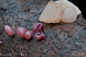 NMV20131102_50427 Roze knoopzwam (Neobulgaria pura) & Paarse knoopzwam (Ascocoryne sarcoides) (c)Visch - Art Fotografie 2013