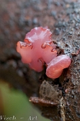 NMV20131102_50437 Paarse knoopzwam (Ascocoryne sarcoides) (c)Visch - Art Fotografie 2013