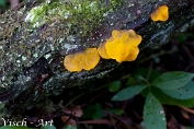 NMV20131102_50612 Gele trilzwam (Tremella mesenterica) (c)Visch - Art Fotografie 2013