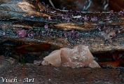 NMV20131105_XX2 Roze knoopzwam (Neobulgaria pura) & Paarse knoopzwam (Ascocoryne sarcoides) (c)Visch - Art Fotografie 2013
