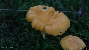 MVN20210809-088276 Hanenkam (Cantharellus cibarius); Visch - Art Fotografie 2021