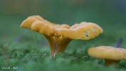 MVN20210809-088282 Hanenkam (Cantharellus cibarius); Visch - Art Fotografie 2021