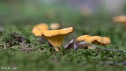 MVN20210809-088284 Hanenkam (Cantharellus cibarius); Visch - Art Fotografie 2021