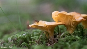 MVN20210809-088289 Hanenkam (Cantharellus cibarius); Visch - Art Fotografie 2021