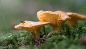 MVN20210809-088292 Hanenkam (Cantharellus cibarius); Visch - Art Fotografie 2021
