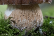 MVN20210809-088296 Vroeg eekhoorntjesbrood (Boletus reticulatus); Visch - Art Fotografie 2021
