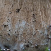 MVN20210809-088298 Vroeg eekhoorntjesbrood (Boletus reticulatus); Visch - Art Fotografie 2021