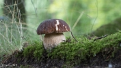 MVN20210809-088303 Vroeg eekhoorntjesbrood (Boletus reticulatus); Visch - Art Fotografie 2021
