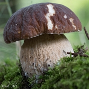 MVN20210809-088307 Vroeg eekhoorntjesbrood (Boletus reticulatus); Visch - Art Fotografie 2021